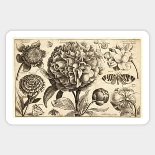 Vintage Peony Flower Sticker